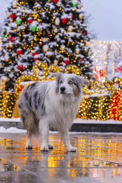 在圣诞背景前，靠近购物中心的圣诞树旁摆姿势的狗的画像图片下载