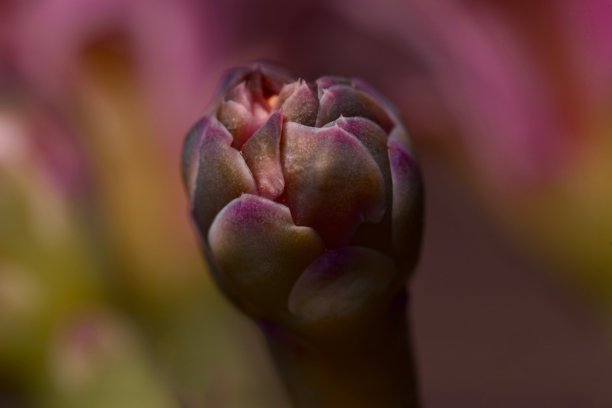 一张盛开的仙人掌花的特写照片，展现了鲜艳的粉色和绿色色调。图像捕捉了花瓣的精致细节和柔和质感。图片下载