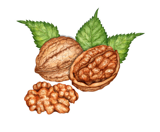水彩画中的完整核桃半个和果仁及叶子图片下载