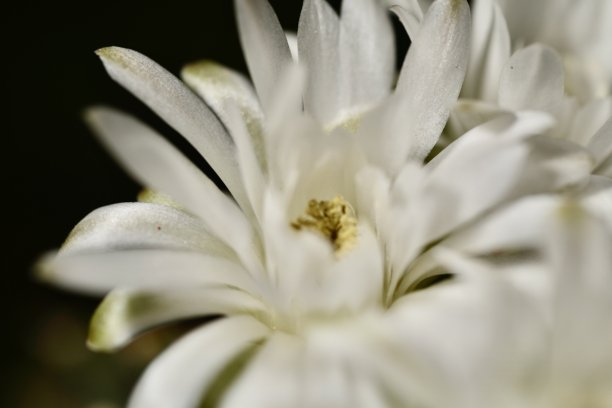 特写镜头展示了一株圆形仙人掌，表面布满细小的黄色刺，背景为深色。这张照片突显了仙人掌的复杂纹理和图案。图片下载