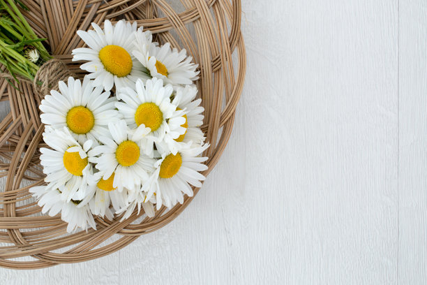 花园中生长的香草照片图片下载