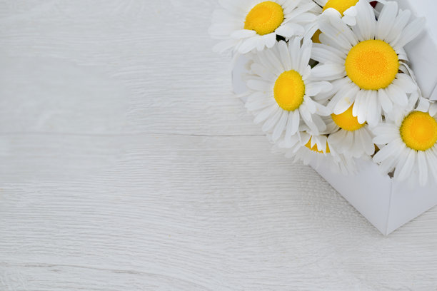 花园中生长的香草照片图片下载