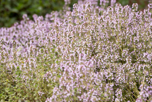 花园中生长的香草照片图片下载