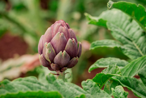 花园中生长的蔬菜照片图片下载