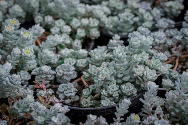 小型石莲花盆栽照片图片下载