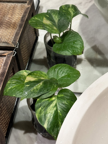 浴室室内植物的图片 / 魔鬼常春藤和发财树 / 吊兰 / 新鲜的室内植物用于浴室装饰图片下载