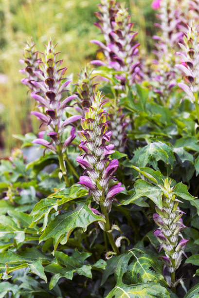 匈牙利刺芹是一种草本多年生植物。垂直照片图片下载