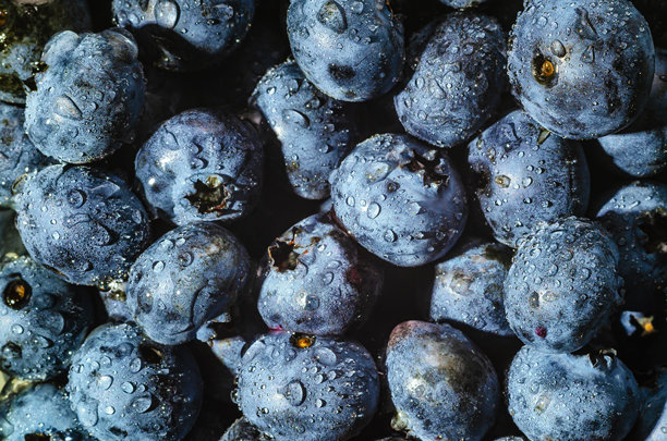成熟紫色蓝莓上的水滴。新鲜蓝莓背景。微距照片。素食概念。图片下载