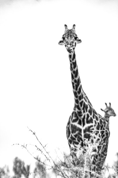 非洲图标图片下载