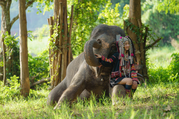 一位年轻的阿卡族妇女身着传统服装，坐在跪着的大象的腿上，在草地上图片下载