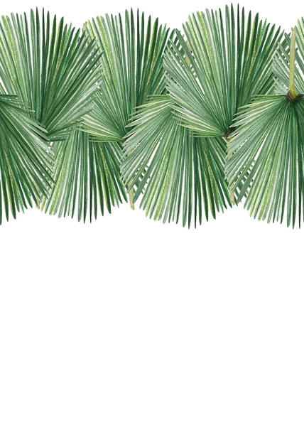 手绘水彩棕榈叶横向边框，背景为白色。图片下载