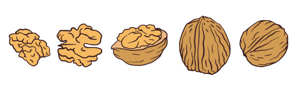 带壳的核桃仁、核桃核心和核桃碎片，孤立在白色背景上，适用于包装设计、海报、市场横幅、食谱和菜单。图片下载