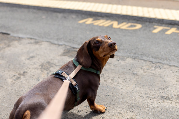 好奇的腊肠犬站在铁路站台上图片下载