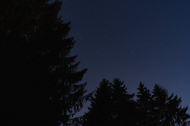 夜晚的森林，树木的轮廓在星空下。图片下载