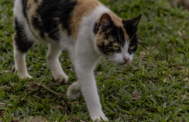 三色小猫与绿色眼睛的照片图片下载