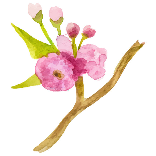 水彩画的盛开树枝 手绘花卉设计元素，透明背景图片下载