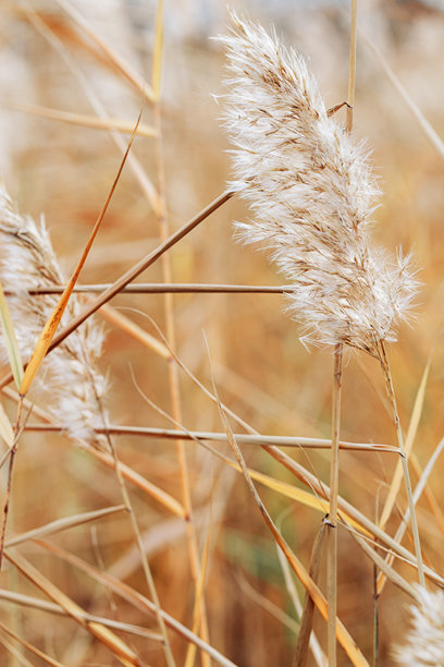 干枯野芦苇或蒲草的纹理，户外自然照片。金黄色米色单色极简环境风景，自然之美。流行的植物设计自然图案。图片下载