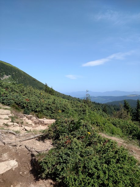 山脉风景与森林的竖版彩色照片图片下载