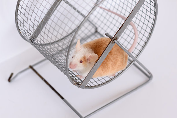 跑步轮中的家养小鼠图片下载