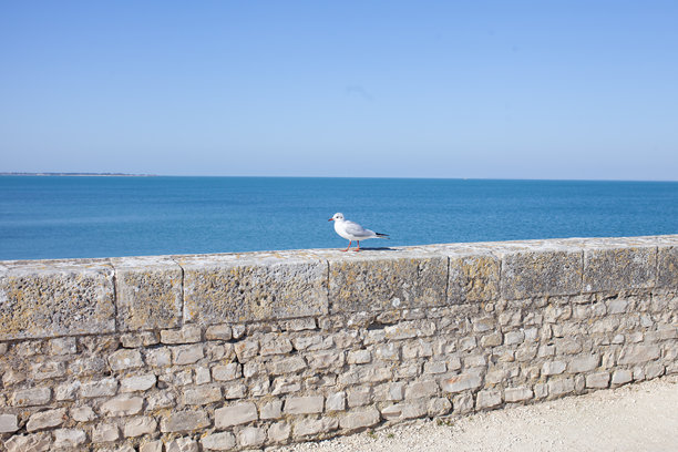 海鸥在分隔道路与海洋的石头和混凝土墙上行走。梦幻般的夏日照片，蓝天与蓝海相映成趣。图片下载