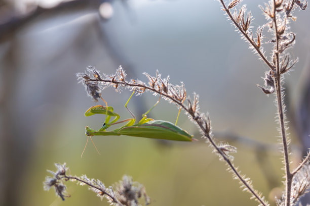 螳螂 - 绿色的螳螂坐在草地上的一根草叶上。野生照片图片下载