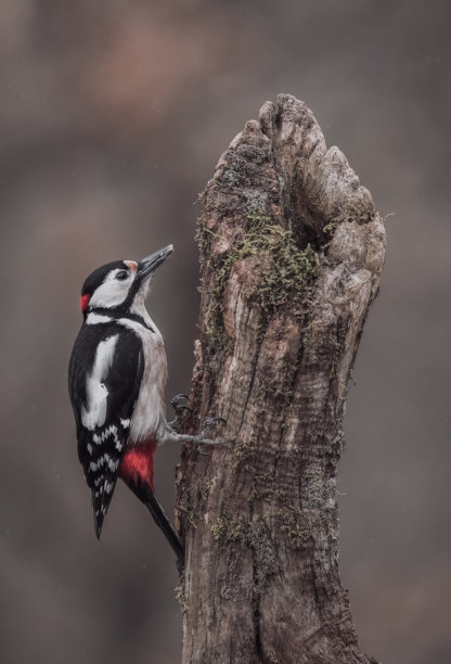 意大利啄木鸟图片下载