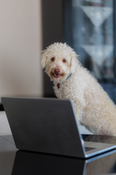 一只狗坐在客厅的椅子上使用电脑图片下载