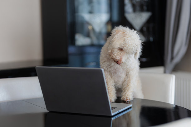 一只狗坐在客厅的椅子上使用电脑图片下载