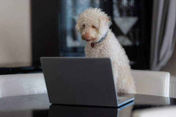 一只狗坐在客厅的椅子上使用电脑图片下载