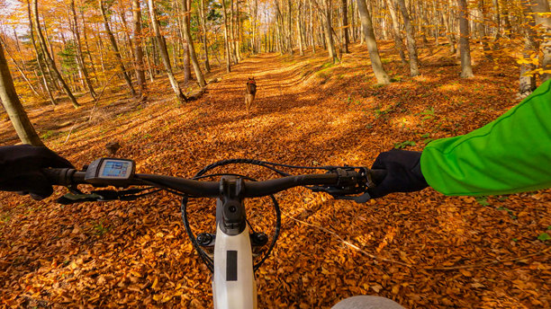 视角：骑着山地自行车在秋色森林中下坡，身边有小狗。图片下载