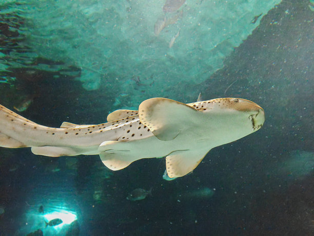 在兰萨罗特的水族馆拍摄的豹鲨（Triakis semifasciata）图片下载