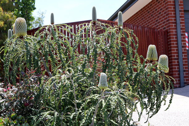 牛角万年青（Banksia grandis）树，带有叶子和花锥 : (图片来源 Sanjiv Shukla)图片下载