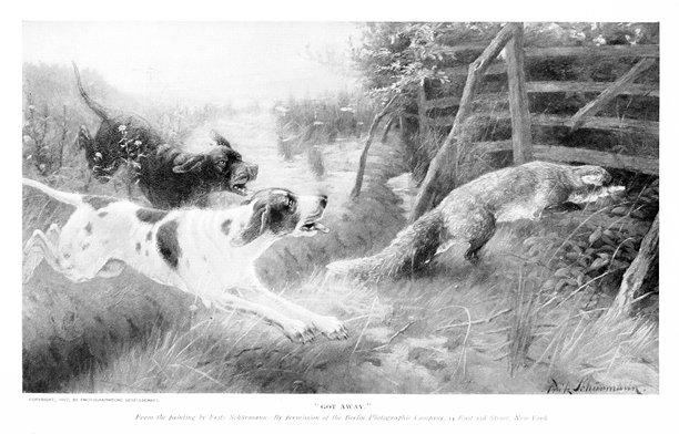 猎犬追逐狐狸图片下载