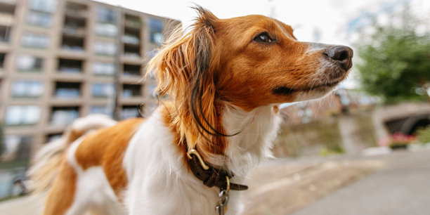 一只库伊克犬在大自然中休息。公园里的狗照片。白天的动物摄影。图片下载