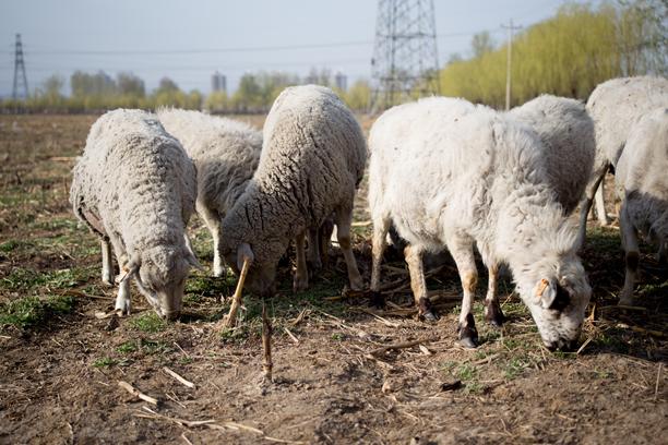 一群羊在田野里吃草图片下载
