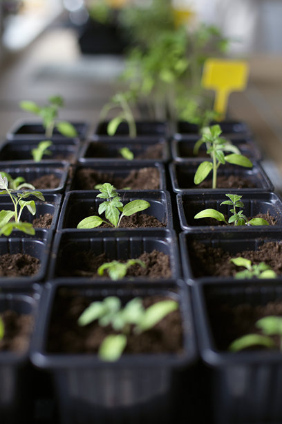 黄色标签的番茄幼苗的竖直照片。小番茄的幼苗。在窗户上种植蔬菜。图片下载