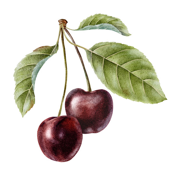 甜樱桃果实。红色樱桃浆果和叶子。手绘水彩插图，独立展示。适用于菜单、包装、包装纸、化妆品、纺织品和卡片的植物剪贴艺术。图片下载
