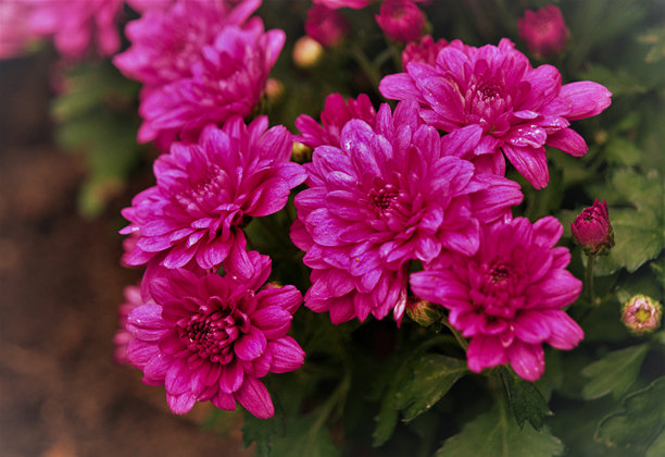 鲜花是大自然精致的杰作图片下载