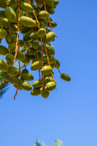 树上的青枣。图片下载