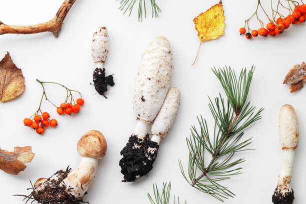 不同的不可食用野生蘑菇在白色背景上的极简风格图案。美学俯视照片，秋季森林毒蘑菇的静物，生动的土色，野生食材，自然之美。图片下载