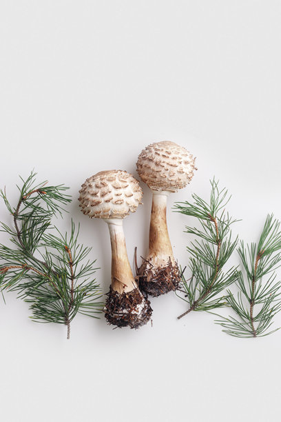 蓬松的伞形蘑菇和绿色松枝在白色背景上，森林毒蘑菇。自然野生蘑菇常见真菌的简约平铺。美学俯视照片，秋季静物。图片下载