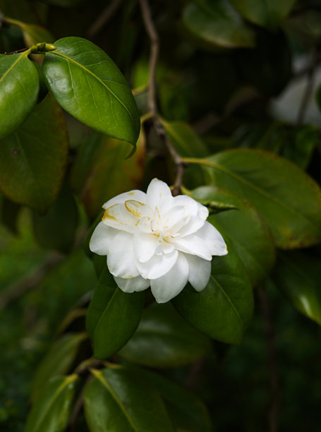 花朵是大自然的精致杰作图片下载