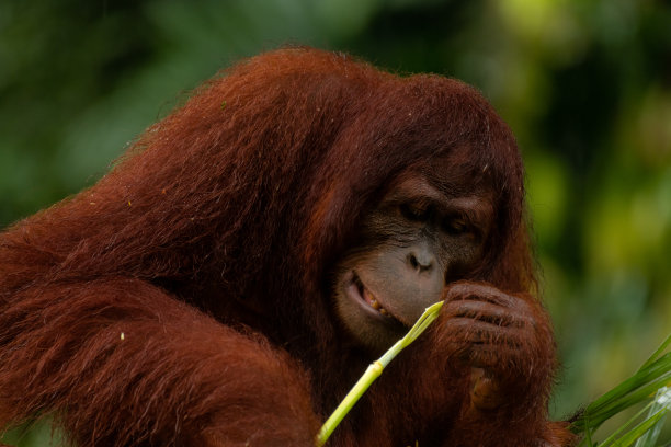 成年猩猩在雨天专心吃叶子，特写肖像图片下载