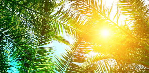 热带棕榈树与蓝天和阳光。宽幅照片。抽象背景。图片下载