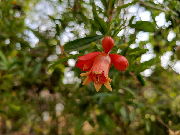 红宝石红的水果图片下载