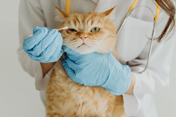 年轻女兽医正在清理猫眼上的伤口图片下载