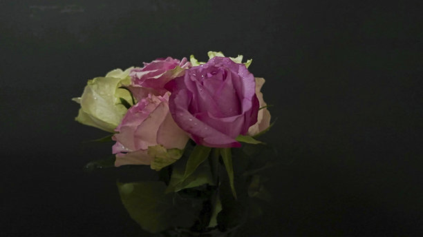 盛开的玫瑰在柔和的背景上，黑色背景上的玫瑰花束。五彩缤纷的玫瑰。爱情、浪漫和情人节的概念。图片下载