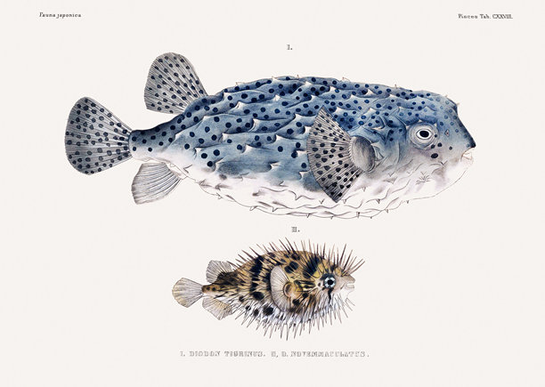 复古鱼类插图。来自一本关于日本动物的古籍的插图。图片下载