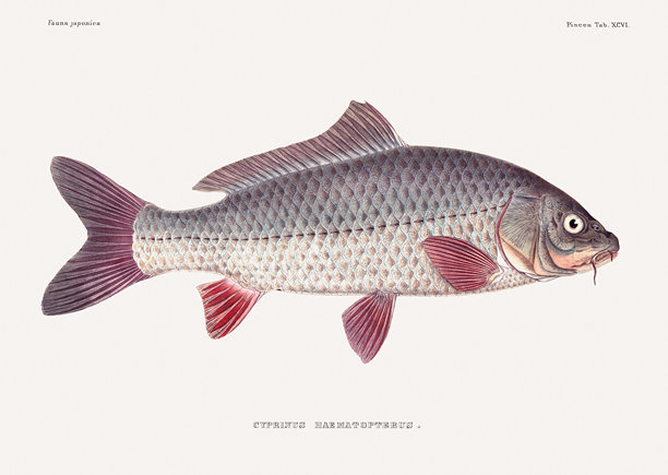 复古鱼类插图。来自一本关于日本动物的古籍的插图。图片下载