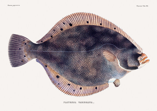 复古鱼类插图。来自一本关于日本动物的古籍的插图。图片下载